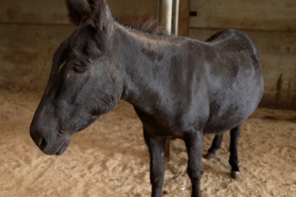 Photo of black horse at Cannon Hall Farm