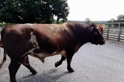 Photo of a brown and white cow