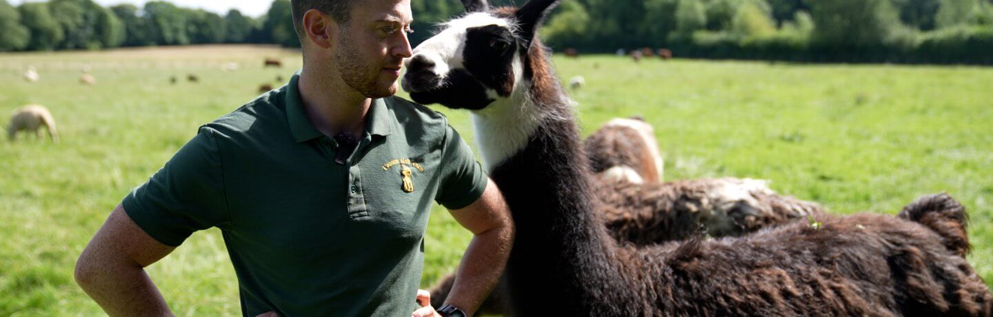 Photo of farmer Alex with a llama at Cannon Hall Farm