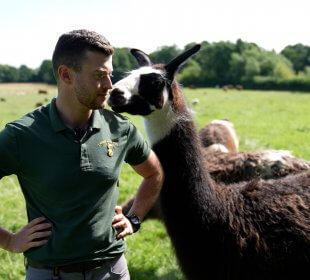 Photo of farmer Alex with a llama at Cannon Hall Farm
