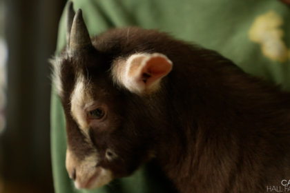 Photo of a goat