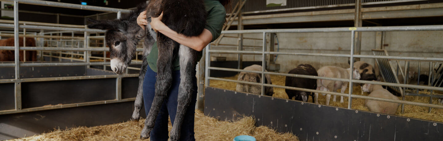 Photo of Kate weighing Princess the Donkey at Cannon Hall Farm