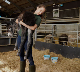 Photo of Kate weighing Princess the Donkey at Cannon Hall Farm