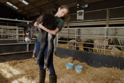 Photo of Kate weighing Princess the Donkey at Cannon Hall Farm
