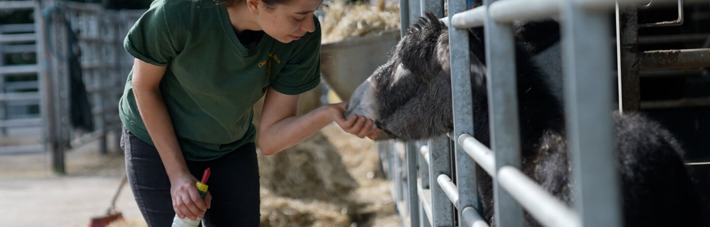 A photo of Kate petting Princess the Donkey at Cannon Hall Farm