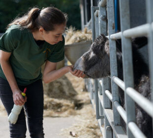 A photo of Kate petting Princess the Donkey at Cannon Hall Farm