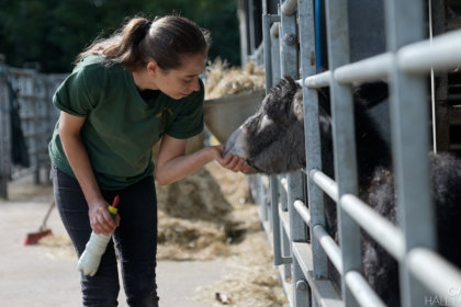 A photo of Kate petting Princess the Donkey at Cannon Hall Farm