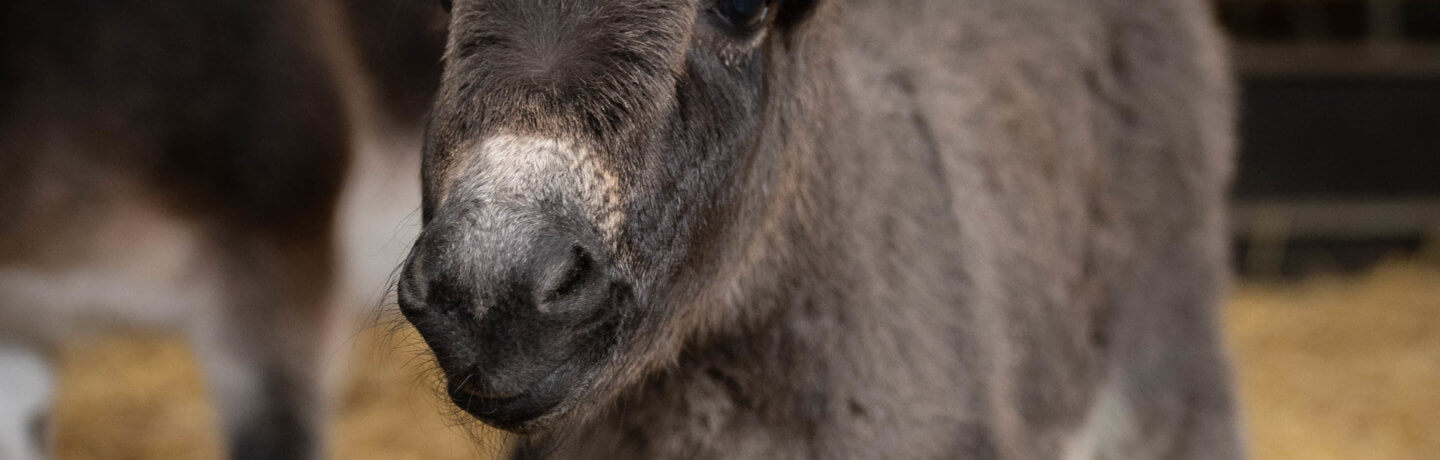 A photo of a donkey foal born at Cannon Hall Farm