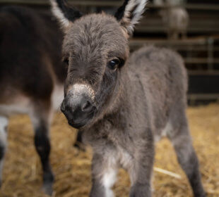 A photo of a donkey foal born at Cannon Hall Farm