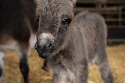 A photo of a donkey foal born at Cannon Hall Farm