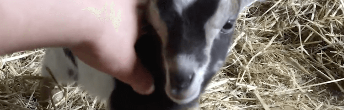 Photo of a baby goat standing on straw