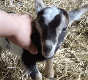 Photo of a baby goat standing on straw