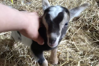 Photo of a baby goat standing on straw