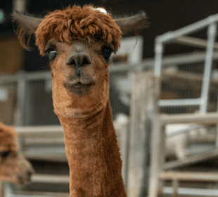 Photo of two brown alpacas