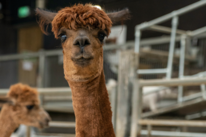 Photo of two brown alpacas