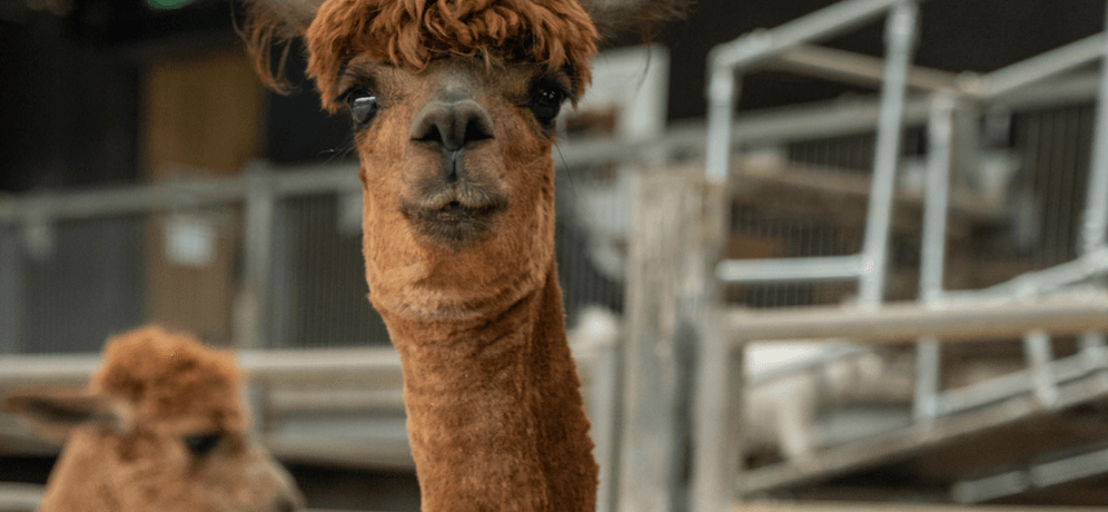 Photo of two brown alpacas