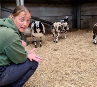 Photo of Ruth Burgess with sheep in a pen