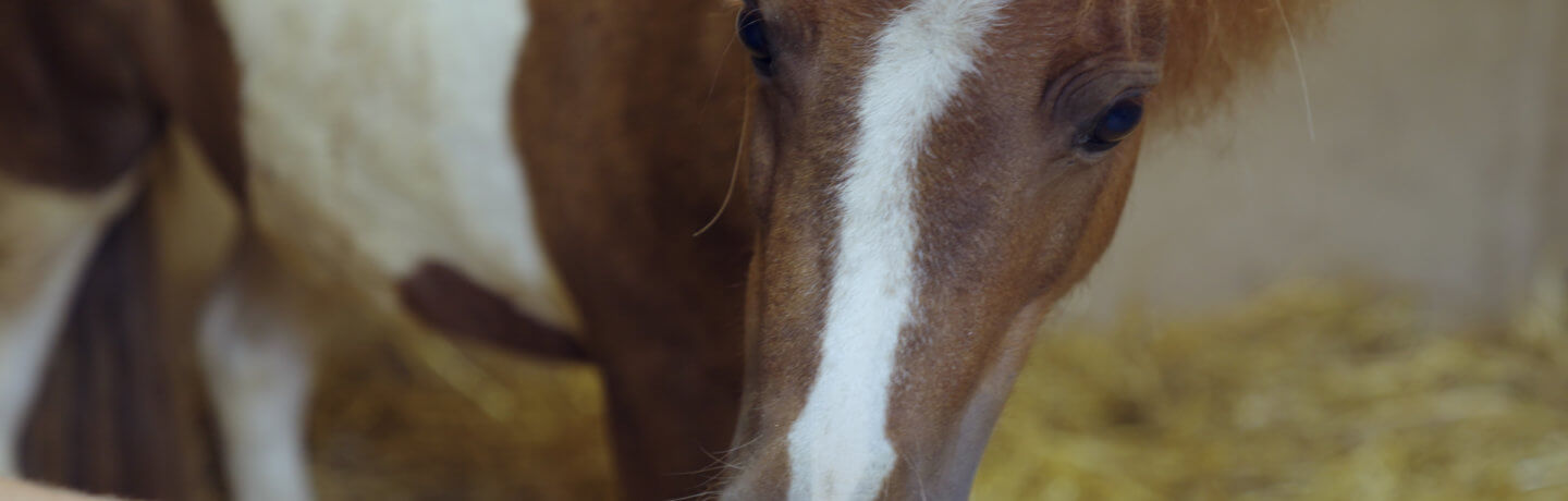 Photo of a foal being fed a carrot