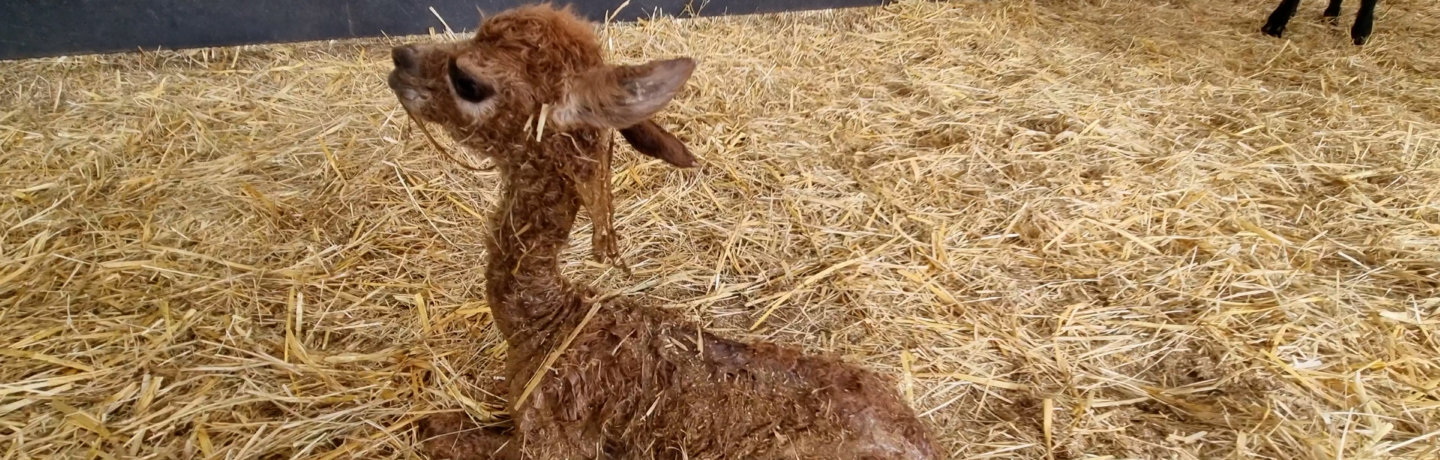 Photo of a newly born baby alpaca laying on straw at Cannon Hall Farm