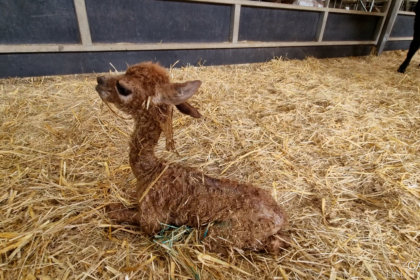 Photo of a newly born baby alpaca laying on straw at Cannon Hall Farm