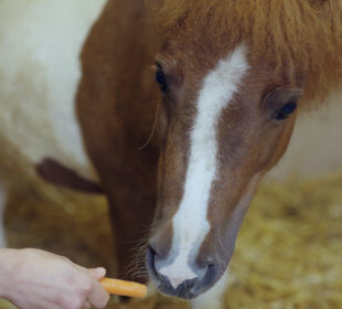 Photo of a foal being fed a carrot