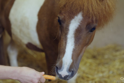 Photo of a foal being fed a carrot