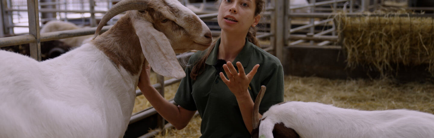 Photo of Kate inside the goat pen with two goats.