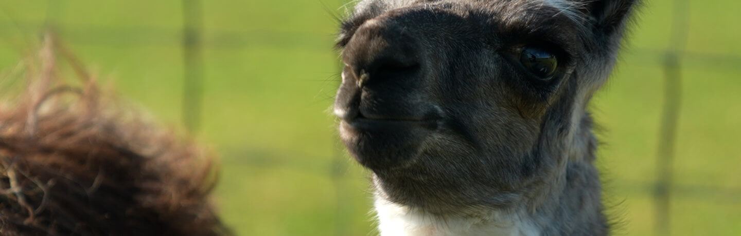 Photo of a black and white llama