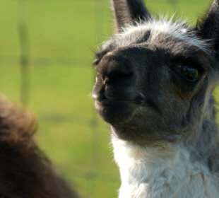 Photo of a black and white llama