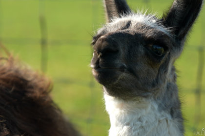 Photo of a black and white llama
