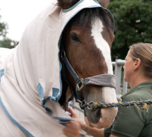 Photo of Blossom the horse wearing a coat and Ruth Burgess