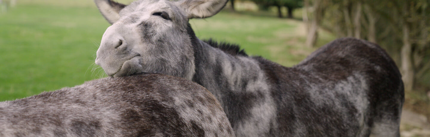 Photo of a speckled donkey resting its head on another donkey at Cannon Hall Farm