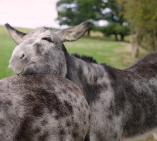 Photo of a speckled donkey resting its head on another donkey at Cannon Hall Farm