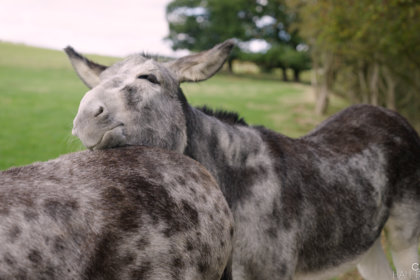 Photo of a speckled donkey resting its head on another donkey at Cannon Hall Farm