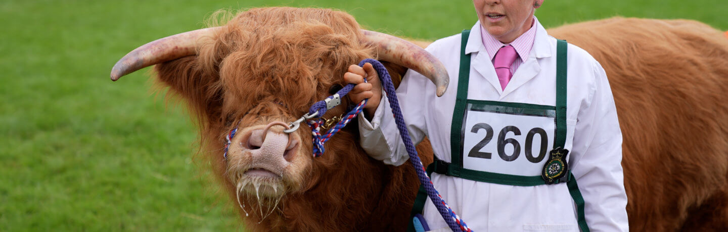 Photo of a highland bull being led in a show ground