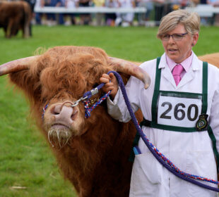 Photo of a highland bull being led in a show ground
