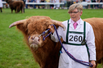 Photo of a highland bull being led in a show ground