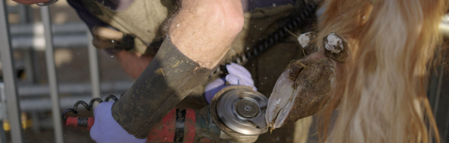 Photo of a blacksmith working filing a hoof