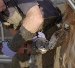 Photo of a blacksmith working filing a hoof