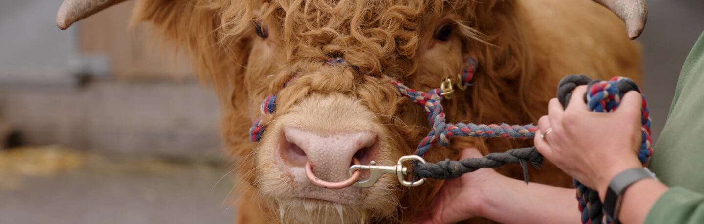 Photo of a highland bull