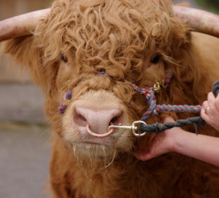 Photo of a highland bull