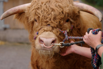 Photo of a highland bull