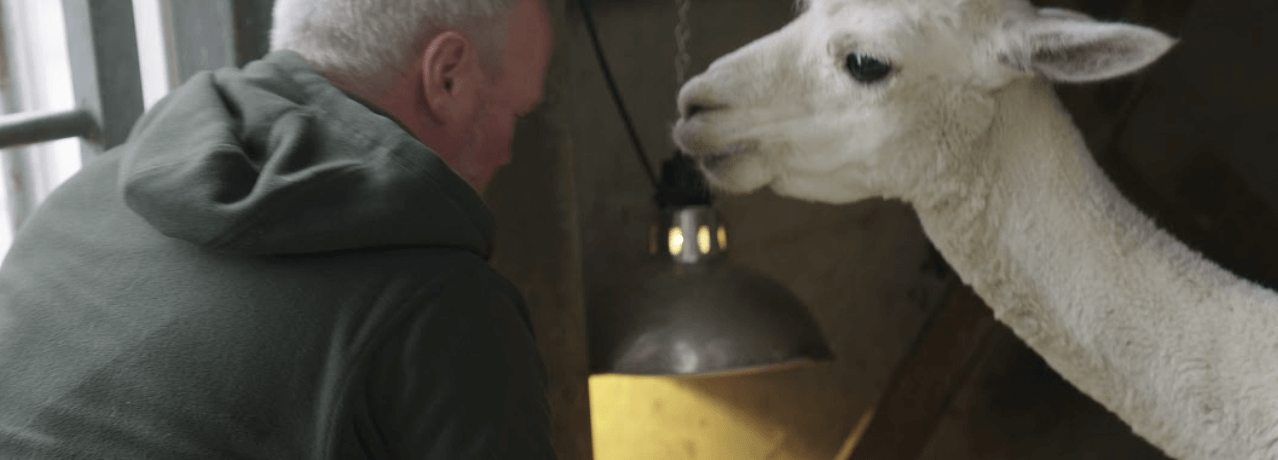 Farmer Robert Nicholson pictured with a white alpaca