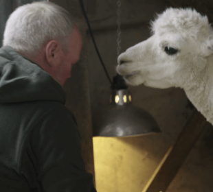 Farmer Robert Nicholson pictured with a white alpaca