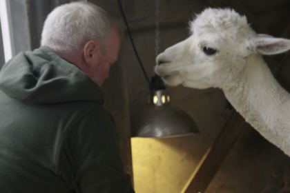 Farmer Robert Nicholson pictured with a white alpaca