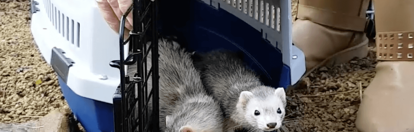 A photo of two ferrets being released from a carrying case