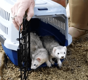 A photo of two ferrets being released from a carrying case
