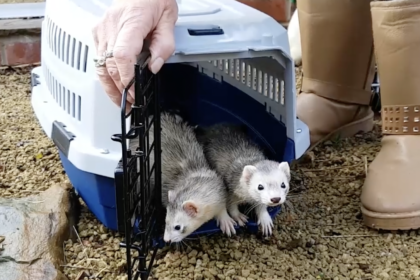 A photo of two ferrets being released from a carrying case
