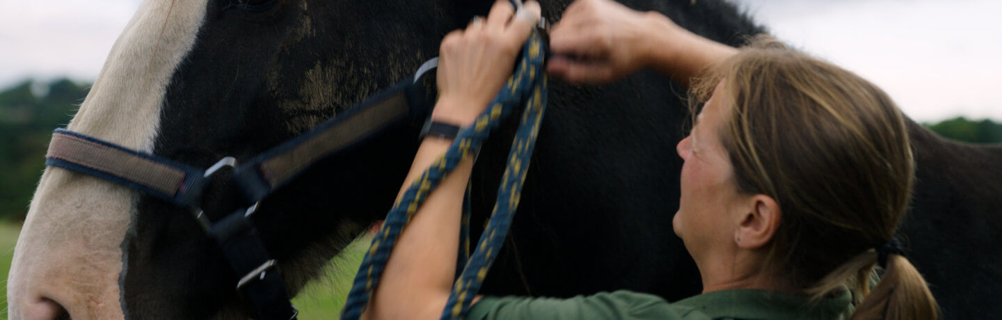 Photo of a shire horse having a head collar put on