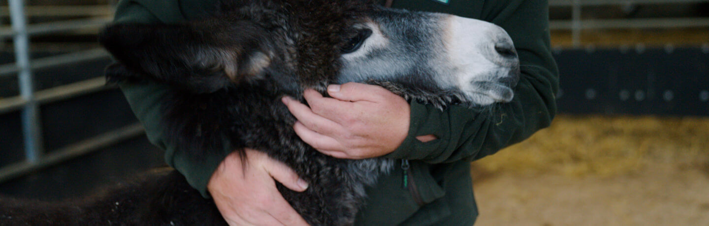 Photo of a donkey being held by a member of the Cannon Hall Farm team